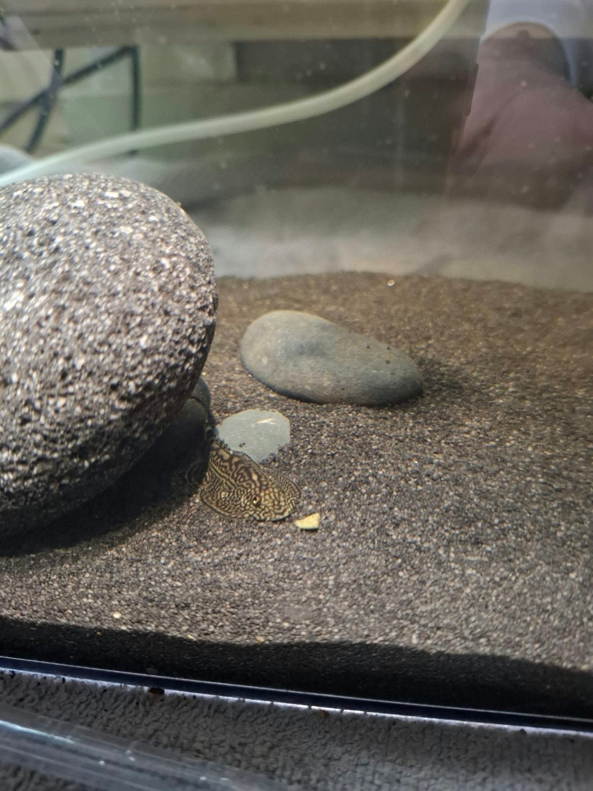 4x sewellia lineolata's te koop, Vis