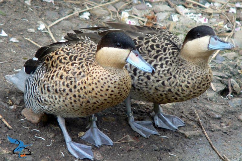 Siereenden, ganzen, kippen enz., Meerdere dieren, Eend