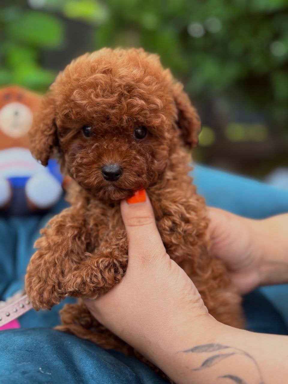 Schitterende Red Toy Poedel pups – 3 maanden, Poedel, 15 weken tot 1 jaar, Parvo, Meerdere