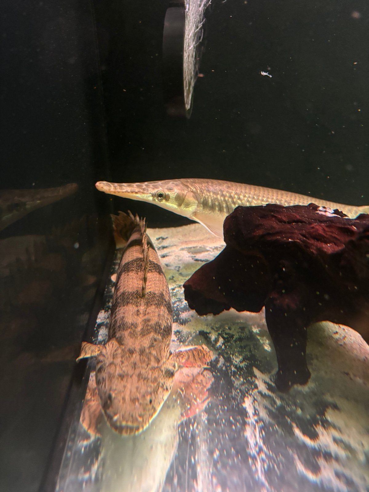 polypterus endlicheri 45+cm / arowana cichla potamotrygon, Vis, Zoetwatervis