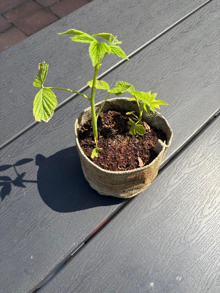 Gele Frambozenstekjes - Zelf heerlijke frambozen kweken!, Ophalen, Volle zon, Vaste plant, Zomer