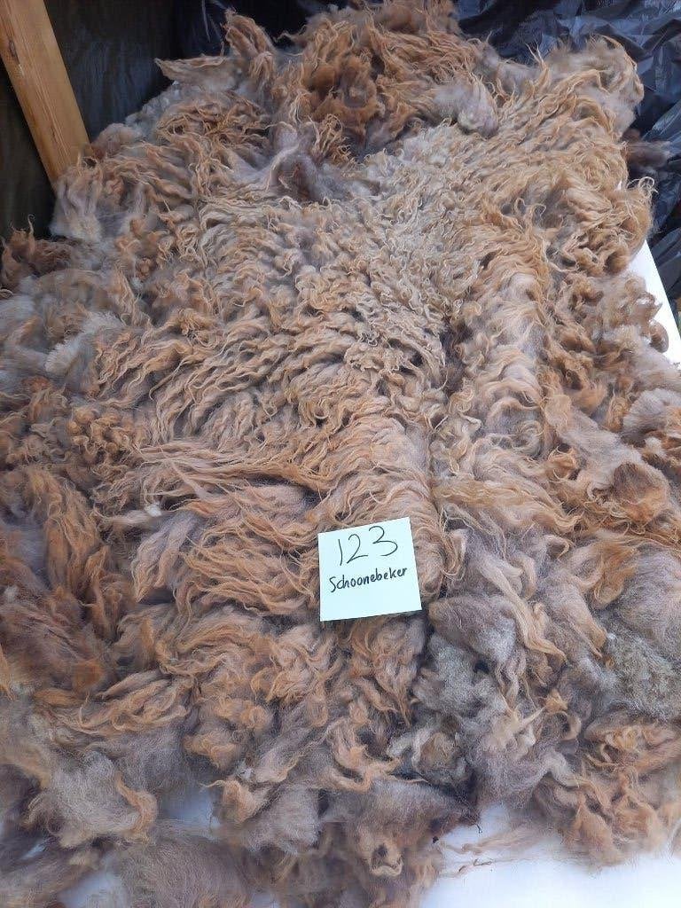 nr 123 Geschoren vacht van een Schoonebeker heideschaap, Ophalen of Verzenden, Nieuw