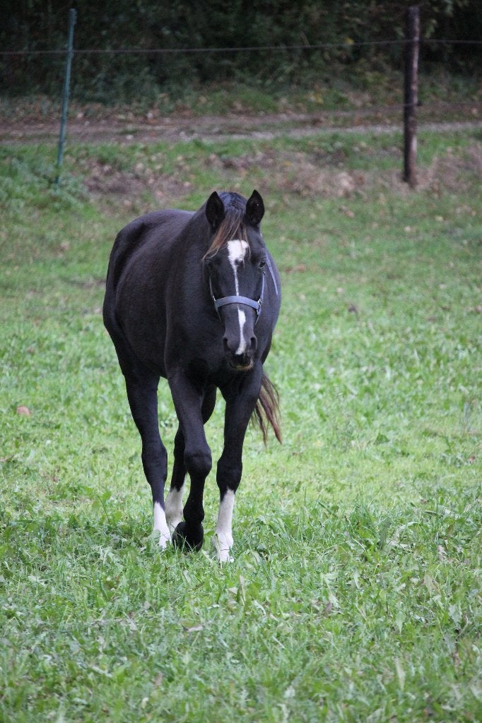 3 jonge pony's te koop (2 - 4 jaar), Met stamboom, Dressuurpony, 3 tot 6 jaar, C pony (1.27m tot 1.37m)