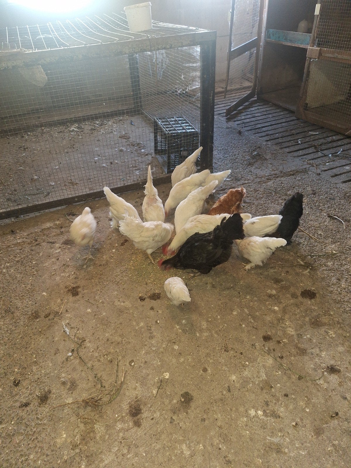jonge kippen, Meerdere dieren, Kip