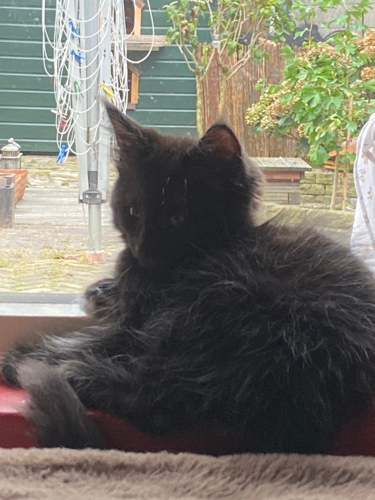 Nog 2 prachtige lieve MainCoon kittens, Meerdere dieren