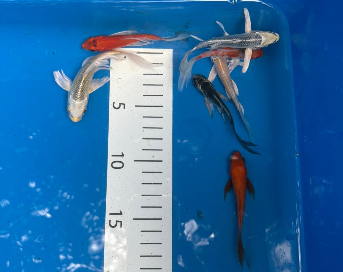 Baby butterfly eurokoi mix!, Dieren en Toebehoren, Karper of Koi
