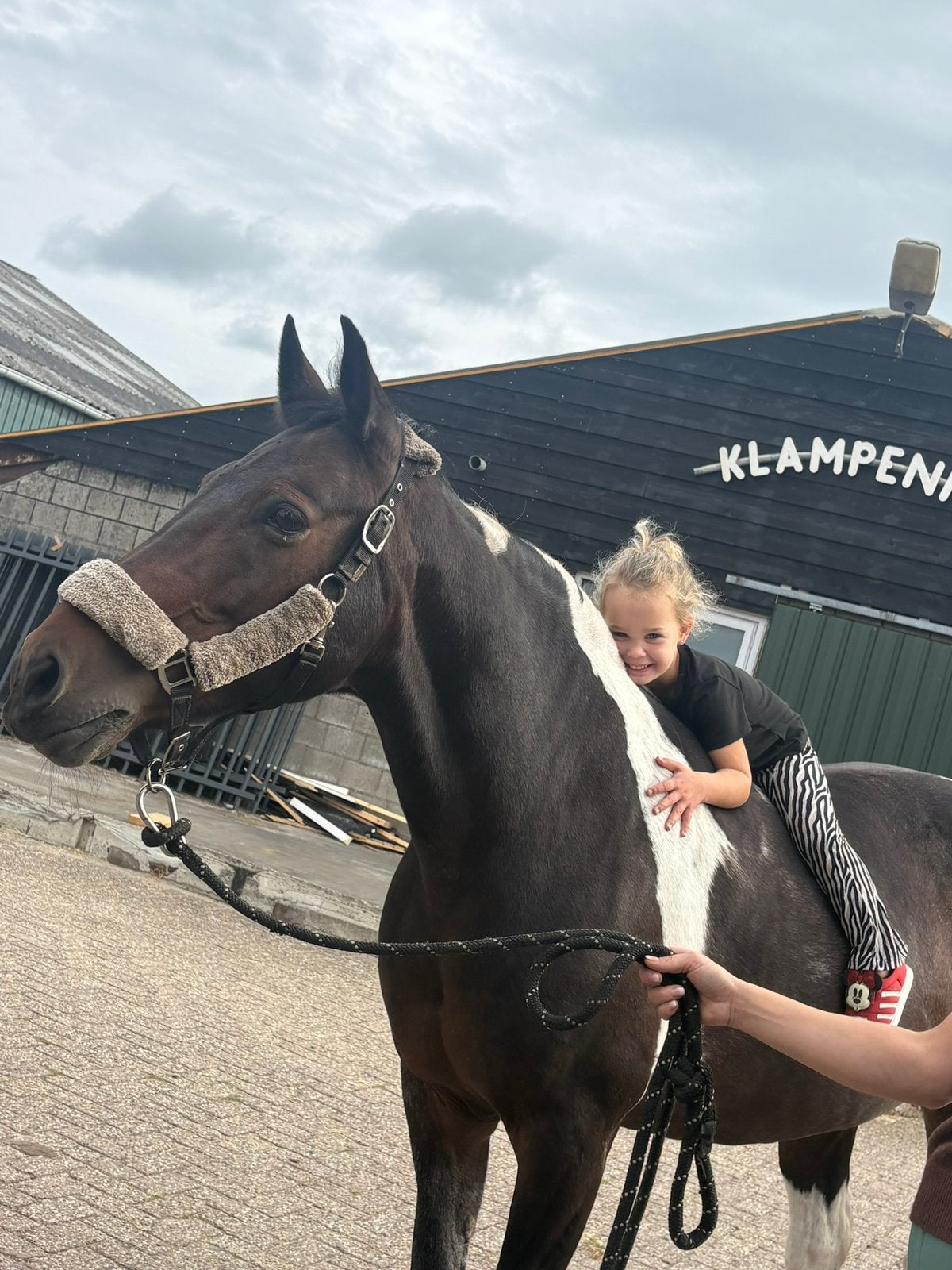Onwijs brave beginners pony, Minder dan 160 cm, B, 11 jaar of ouder, Recreatiepaard