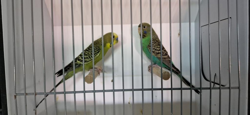 Diverse blackface grasparkieten, ook aantal jonge vogels, Meerdere dieren, Parkiet, Tam