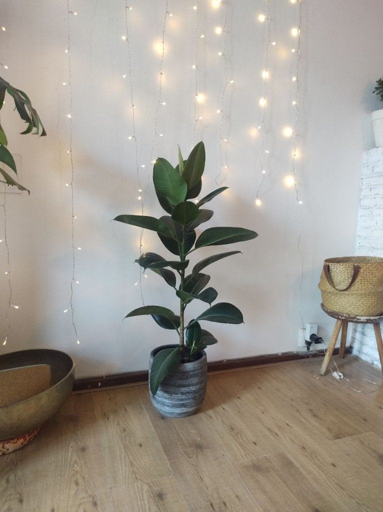 Rubberboom / Ficus Elastica in ceramic "Bela Arte" pot, Ophalen, Ficus, 100 tot 150 cm, Halfschaduw