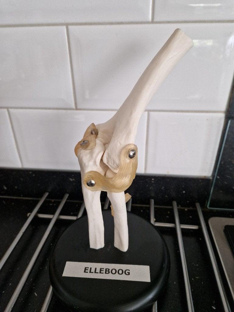 Anatomie model Elleboog, Ophalen of Verzenden, Zo goed als nieuw