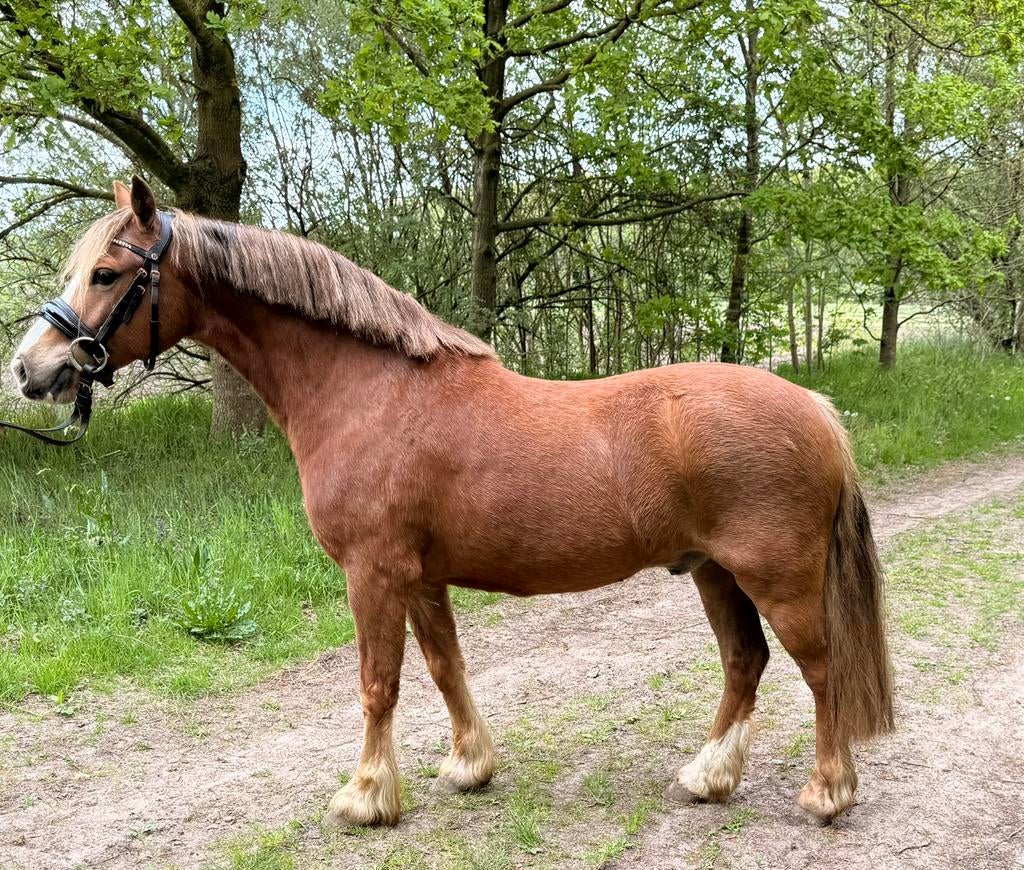 Mooie welsh pony, Dieren en Toebehoren, Pony's, Ruin, B pony (1.17m tot 1.27m), 3 tot 6 jaar