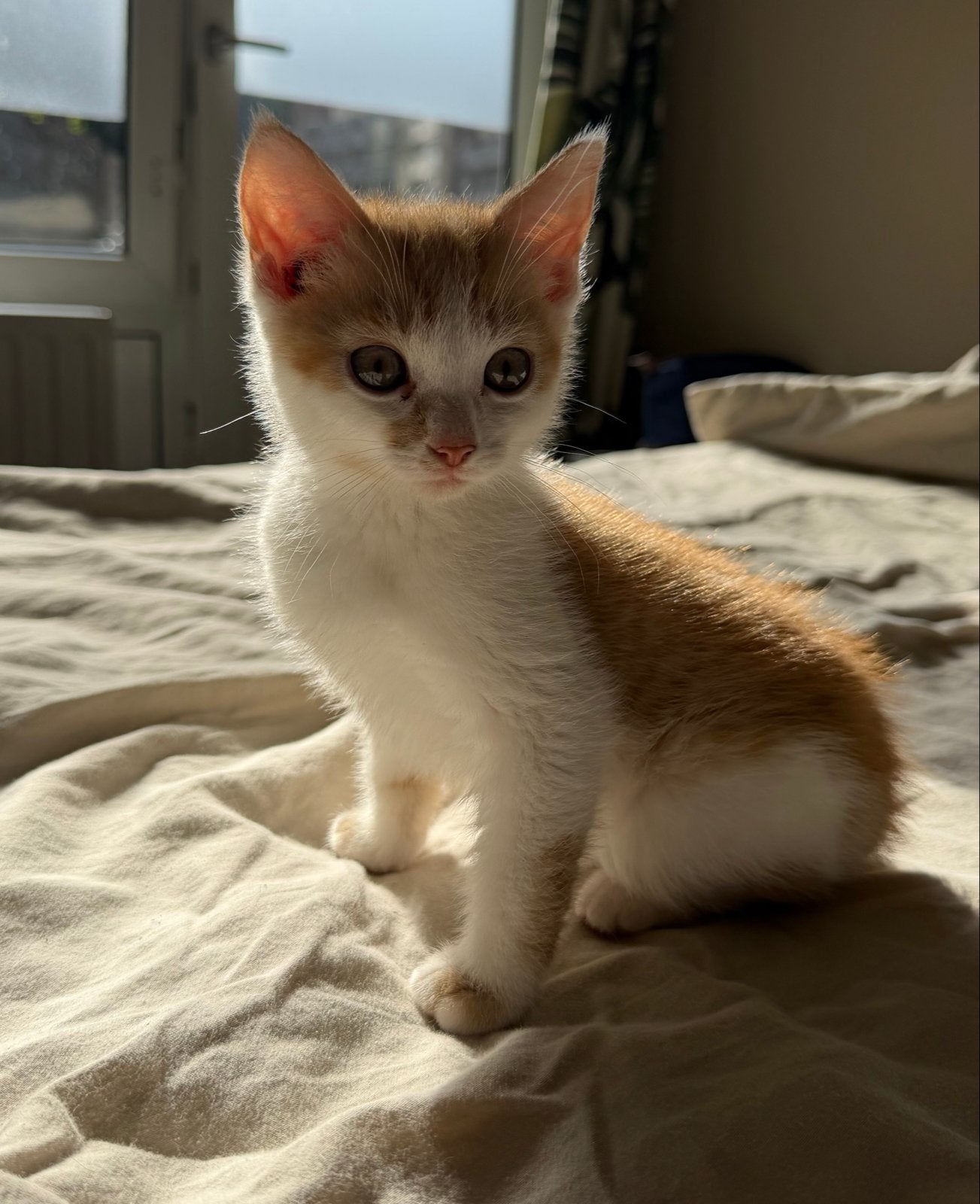 Kittens 14 weken oud, Dieren en Toebehoren, Meerdere dieren