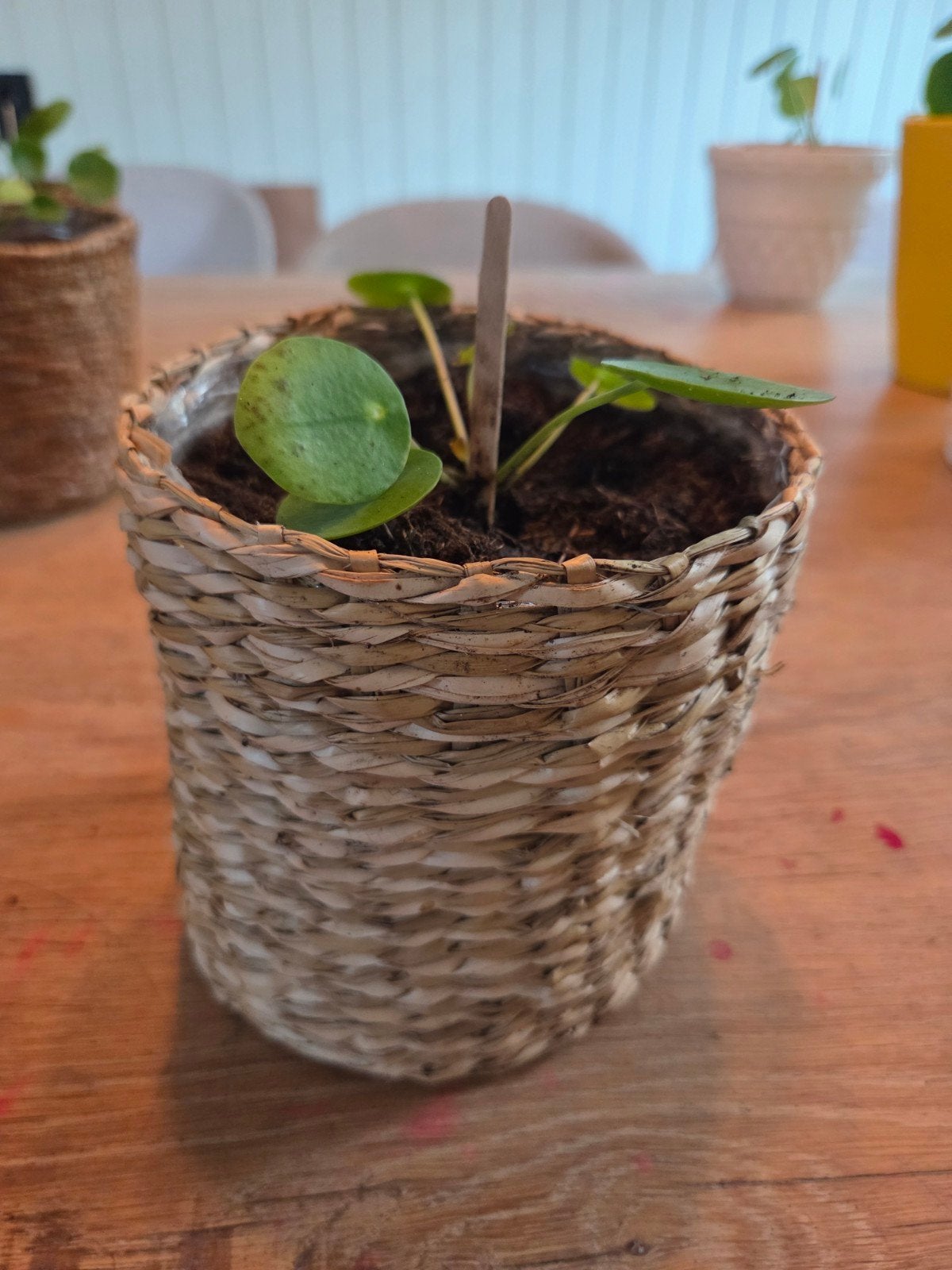 Pannenkoekenplantje (Pilea Peperomioides) in rieten pot, Ophalen, Overige soorten, Halfschaduw, In pot