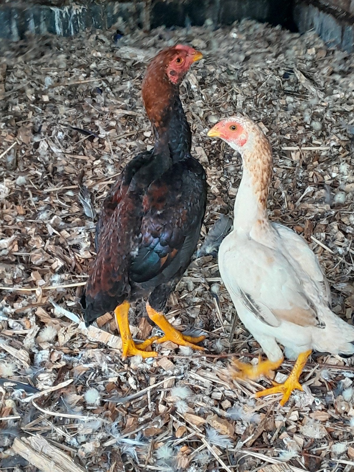 koppel ko shamo, Meerdere dieren, Eend