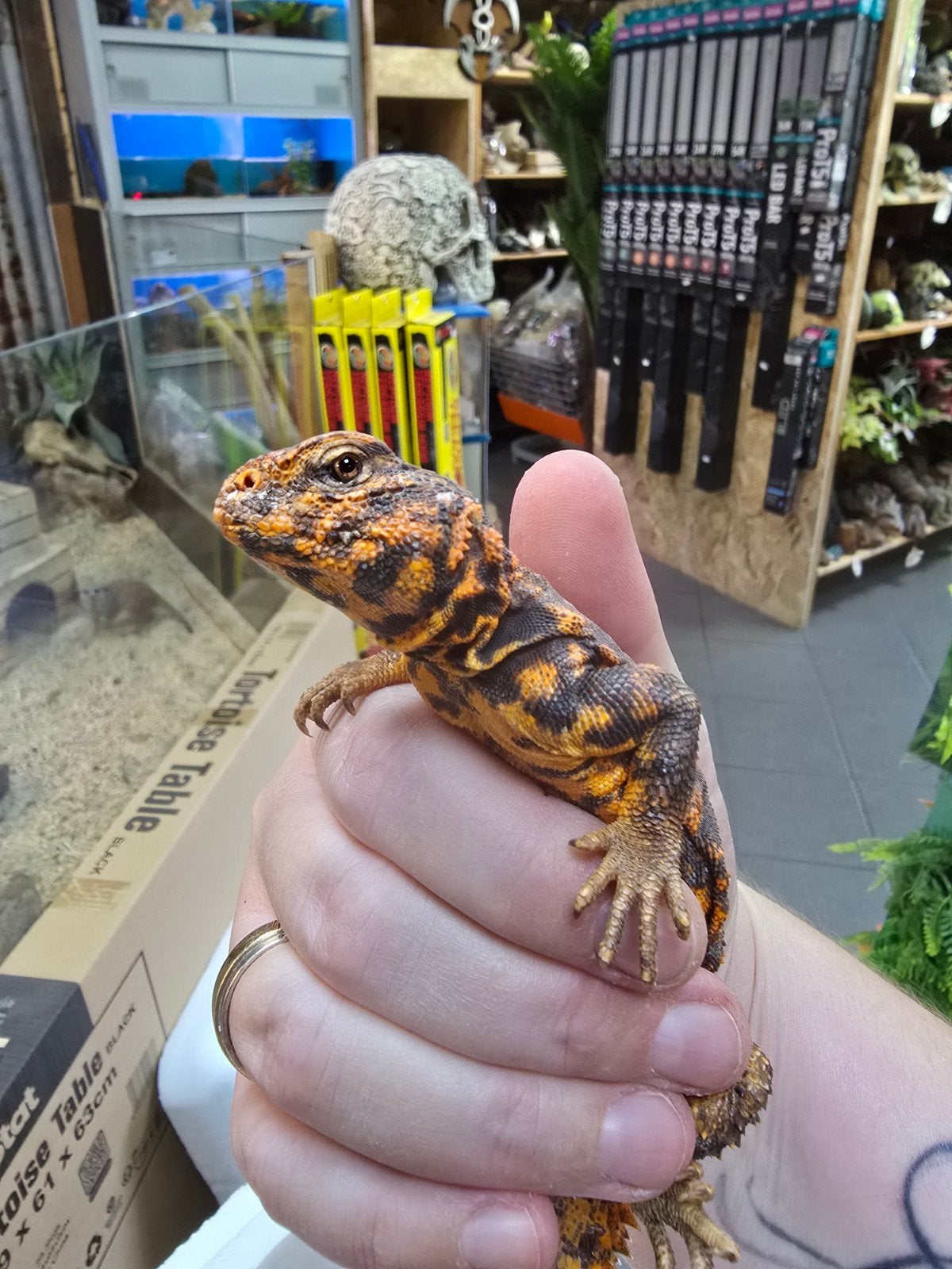 Prachtige rode doornstaartagame (Uromastyx geyri “Red”), Hagedis, 0 tot 2 jaar