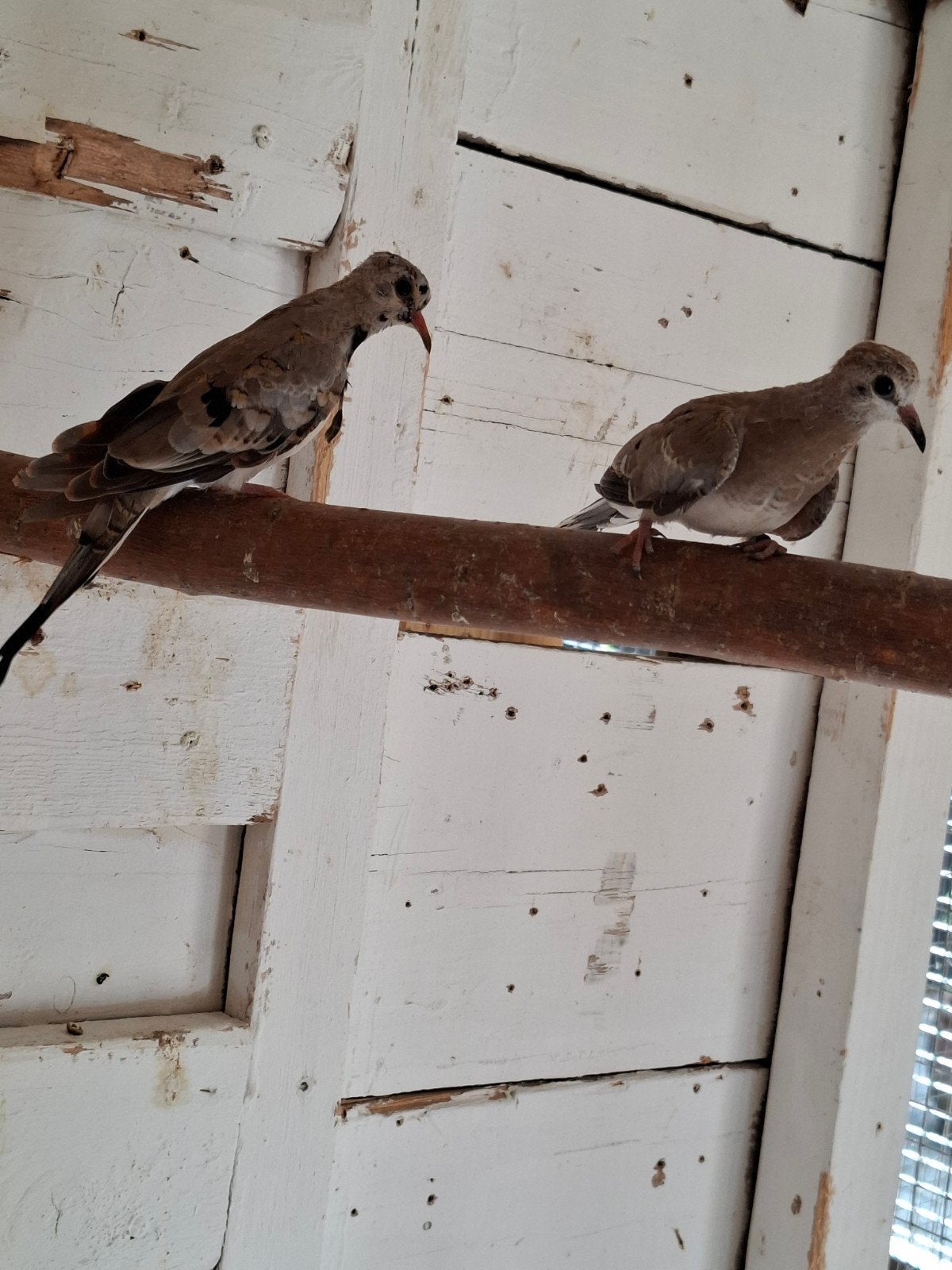 Duiven, Dieren en Toebehoren, Meerdere dieren