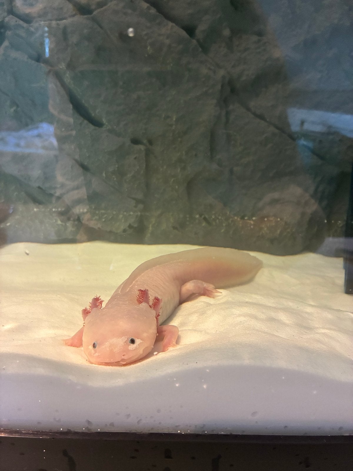 2x Axolotl inclusief aquarium en toebehoren, Ophalen, Gebruikt, Overige typen