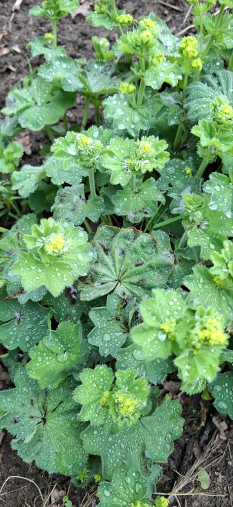 Vrouwenmantel (Alchemilla mollis) - Prachtige Bodembedekker, Ophalen