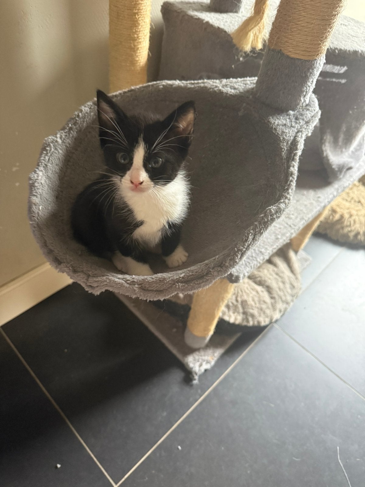 Kitten, Kater