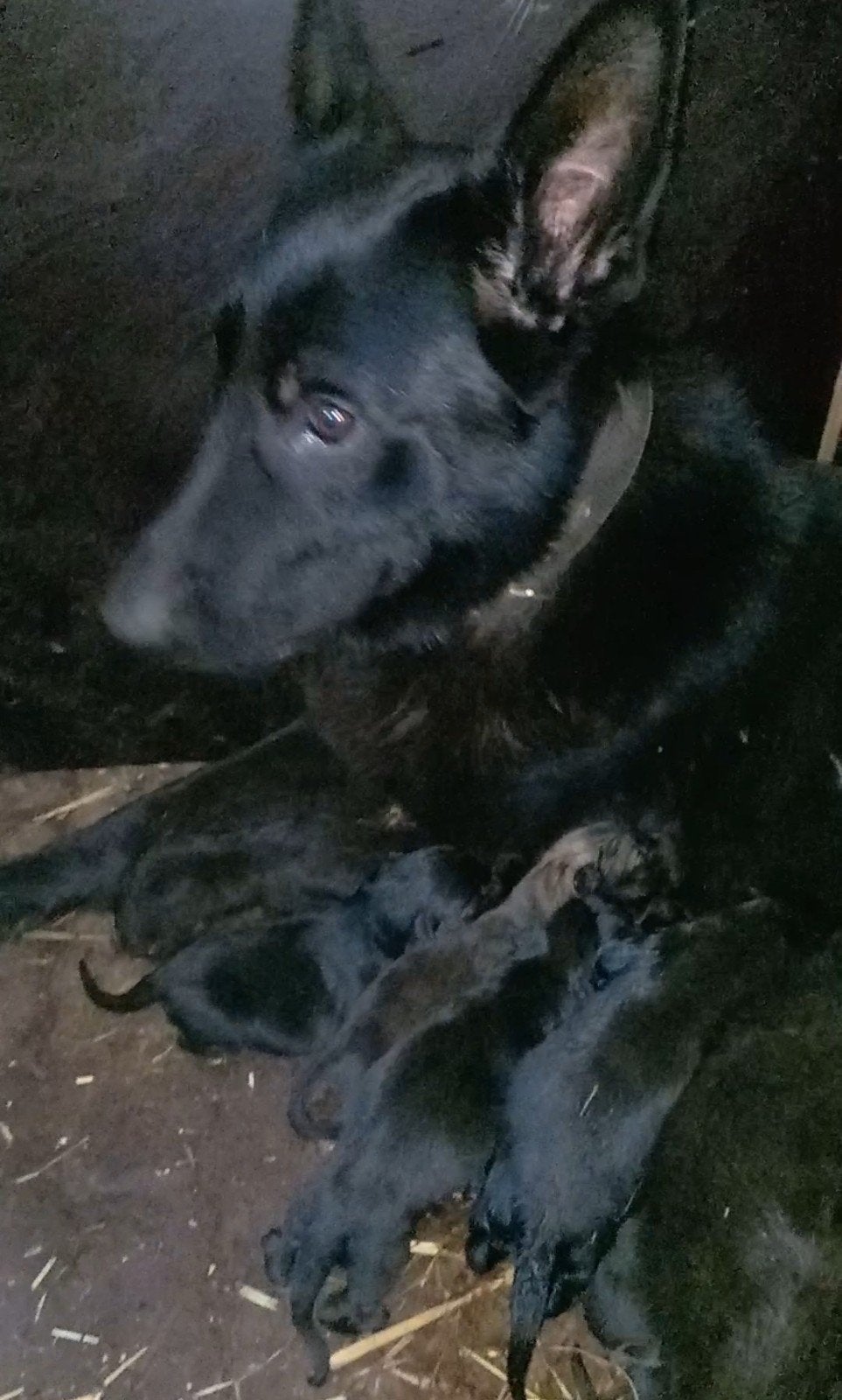 Duitse Herder KNPV IPO TEEF, Dieren en Toebehoren, Teef, Eén hond, CDV (hondenziekte), 3 tot 5 jaar