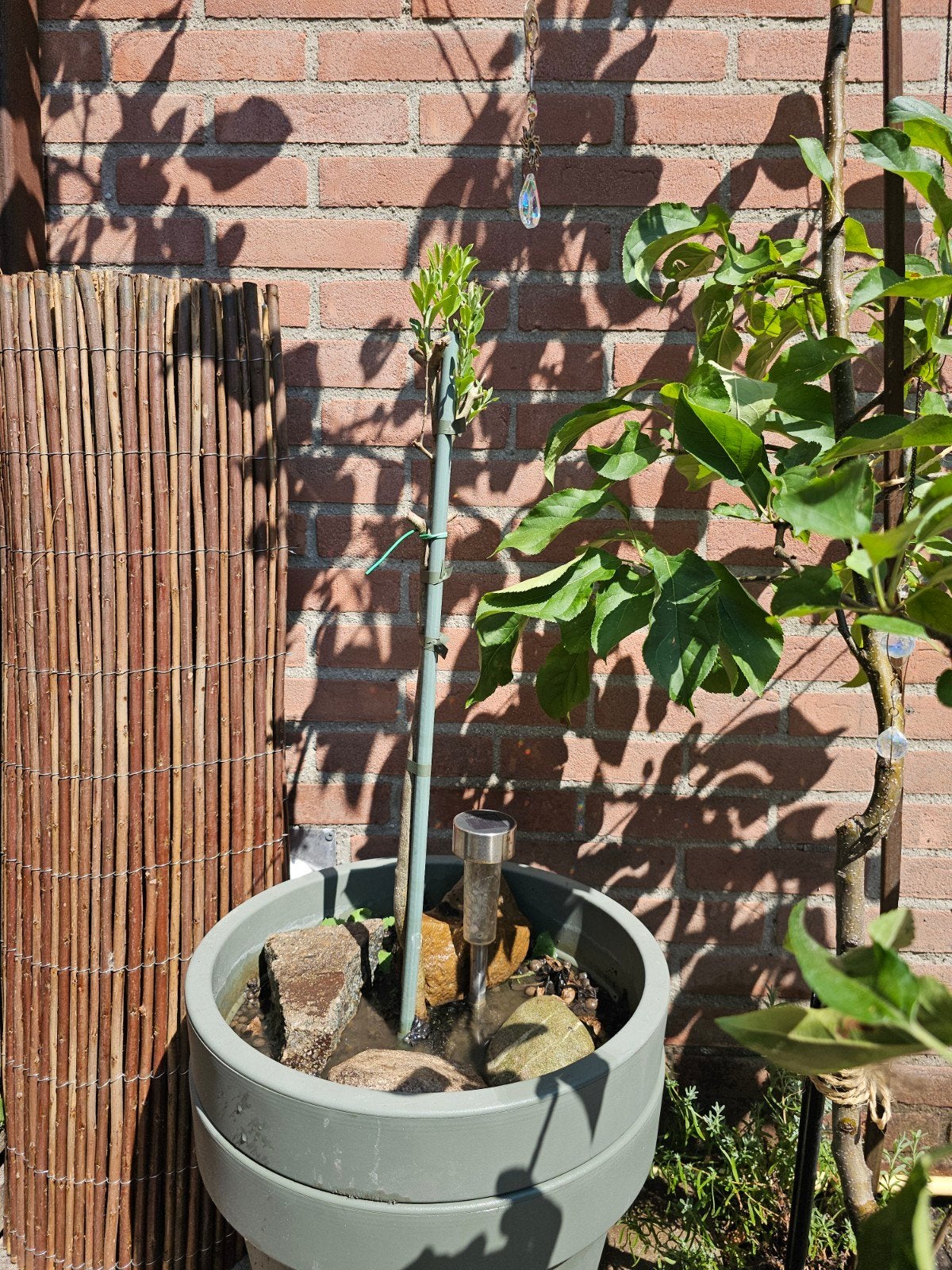 Jonge olijfboom in pot - Mediterrane sfeer, Overige soorten, Volle zon, Vaste plant, Ophalen of Verzenden