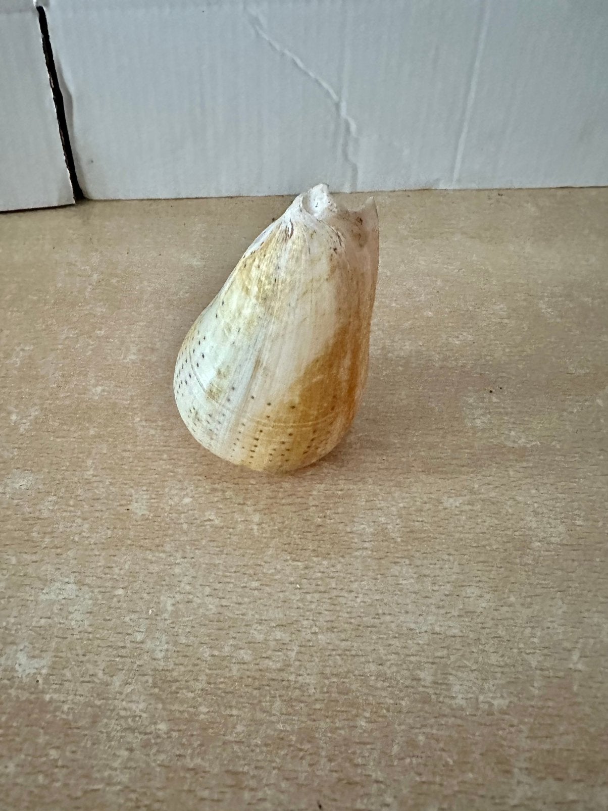Conus Spurius en Cassis schelp, Ophalen of Verzenden, Schelp(en)