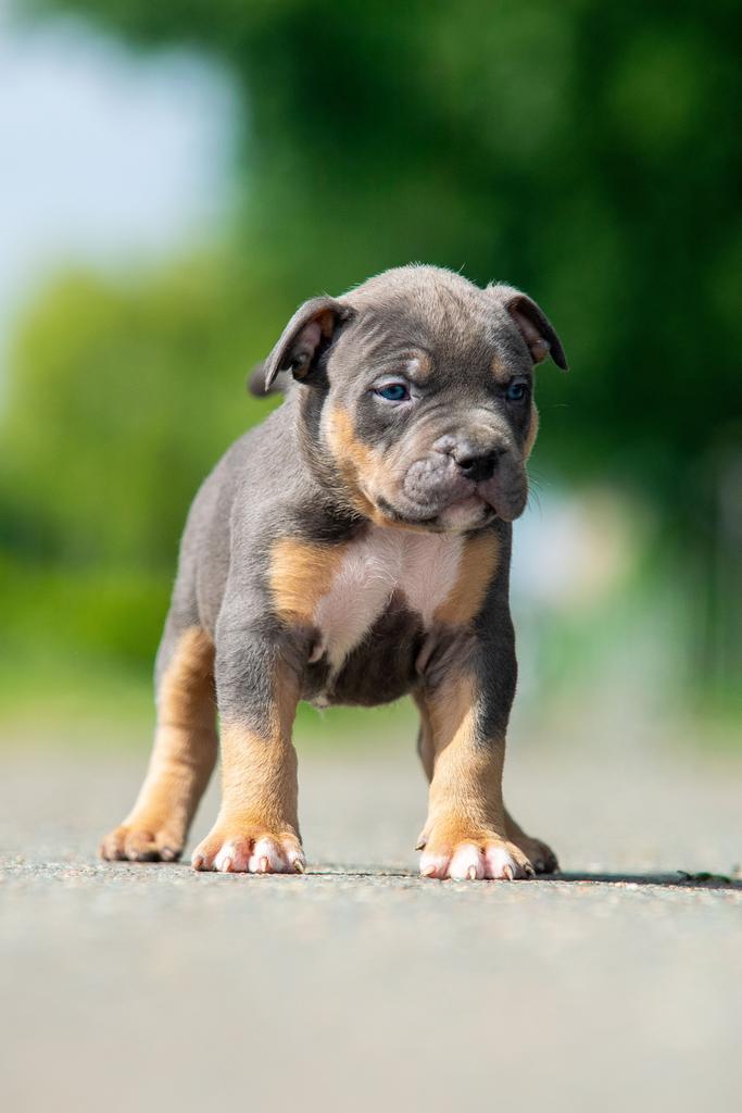 American Bully XL pups, Overige rassen, 8 tot 15 weken, Parvo, Meerdere