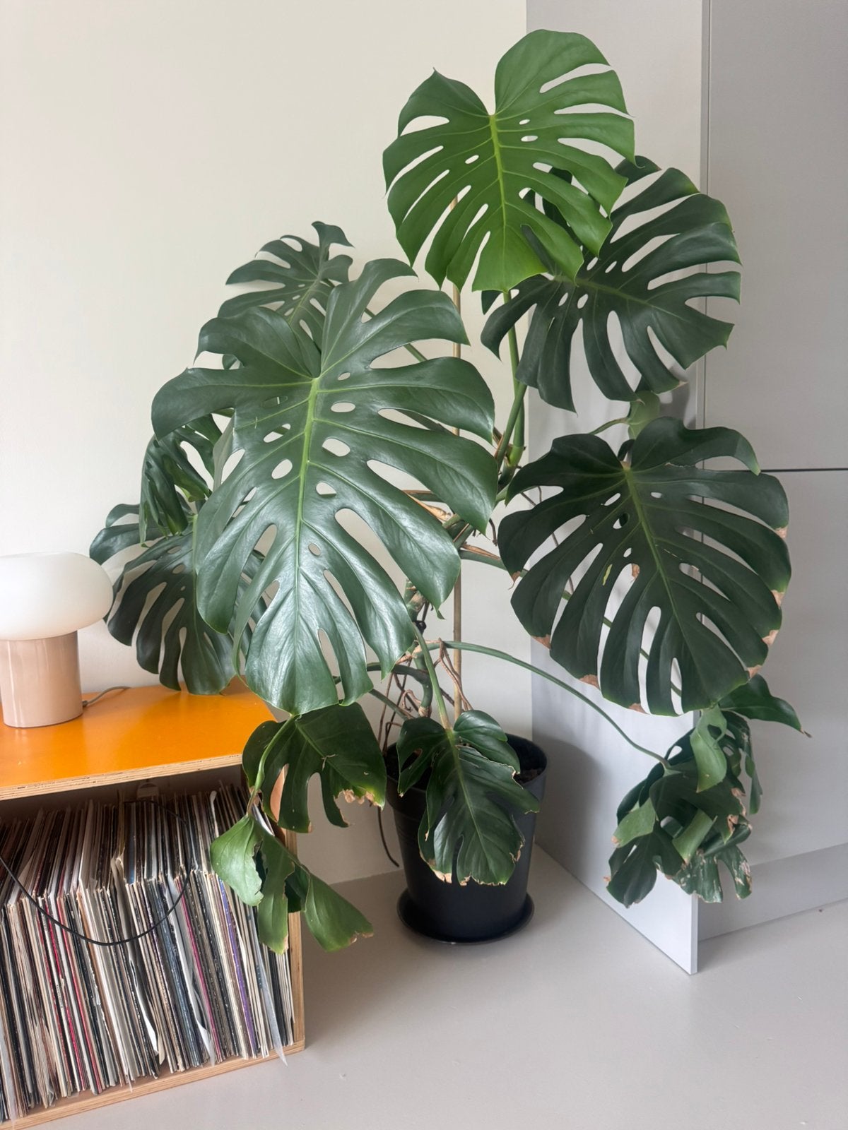 Monstera plant, Huis en Inrichting, Ophalen, Halfschaduw