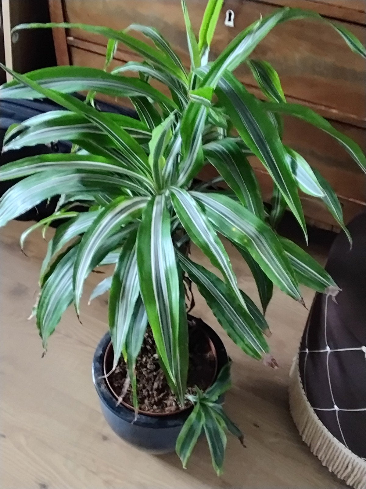 grote plant met nieuwe stekken eraan, Ophalen, Halfschaduw, Minder dan 100 cm