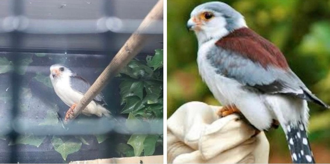 Gezocht: Afrikaanse dwergvalk pop (polihierax semitorquatus), Dieren en Toebehoren, Vrouwelijk, Geringd