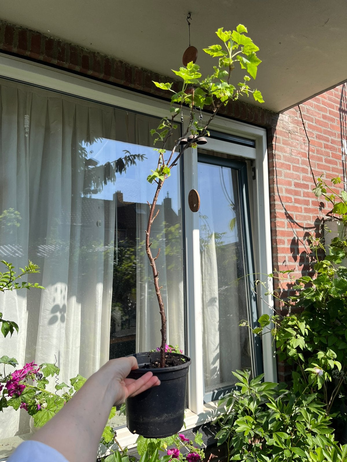 Red currant / Rode aalbes — Ribes rubrum — Bio — Winterhard, Ophalen of Verzenden, In pot, Volle zon, Overige soorten