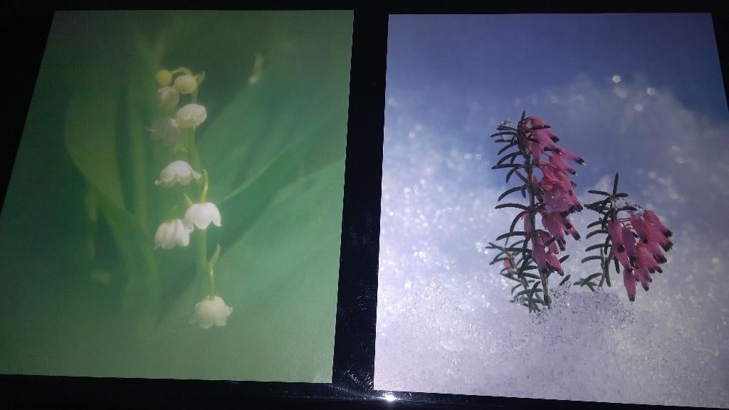 Prenten natuur ( houdland), Antiek en Kunst, Ophalen of Verzenden