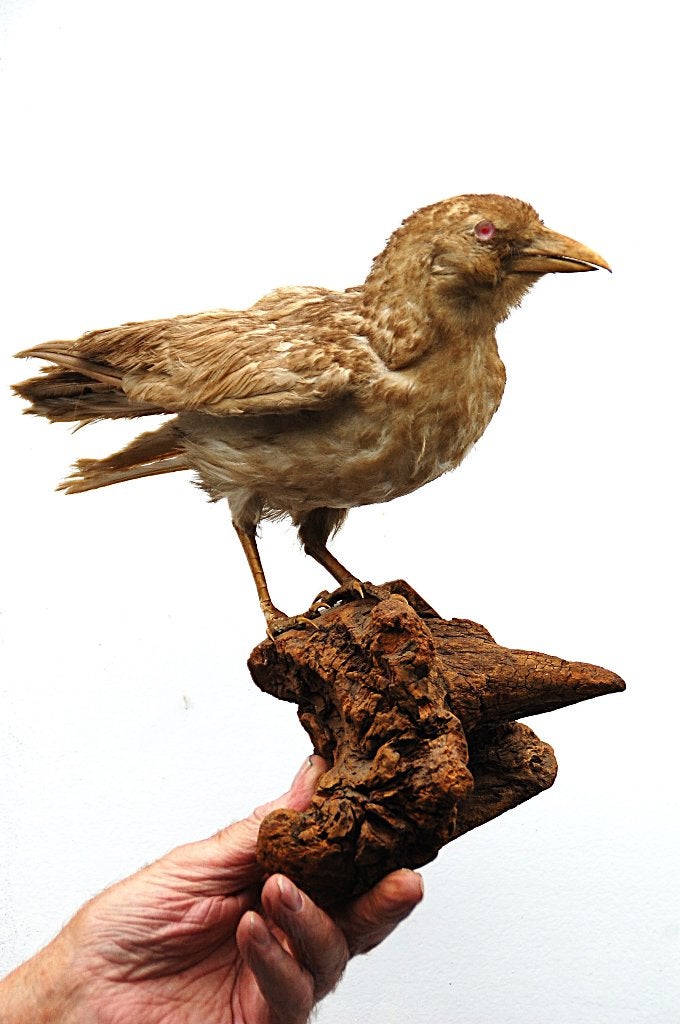 opgezette vogel, Ophalen of Verzenden, Zo goed als nieuw, Vogel, Opgezet dier