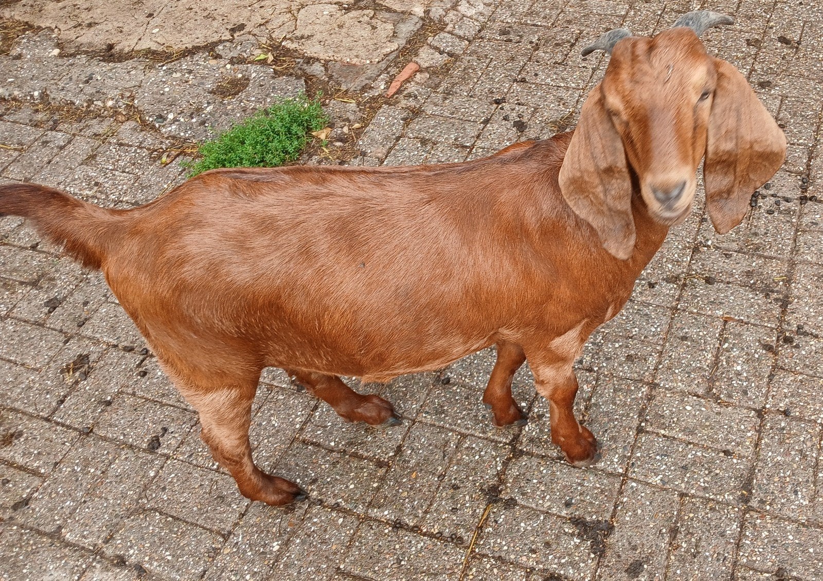 3  Boergeitlammeren te koop, Vrouwelijk, Geit