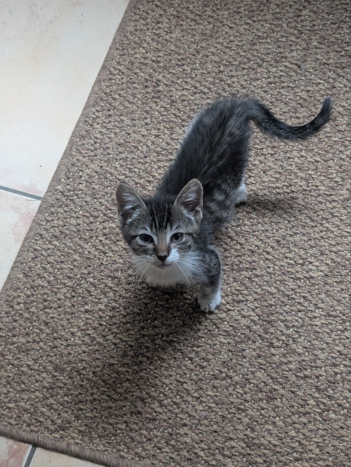 kittens te koop, Dieren en Toebehoren, Katten en Kittens | Overige Katten