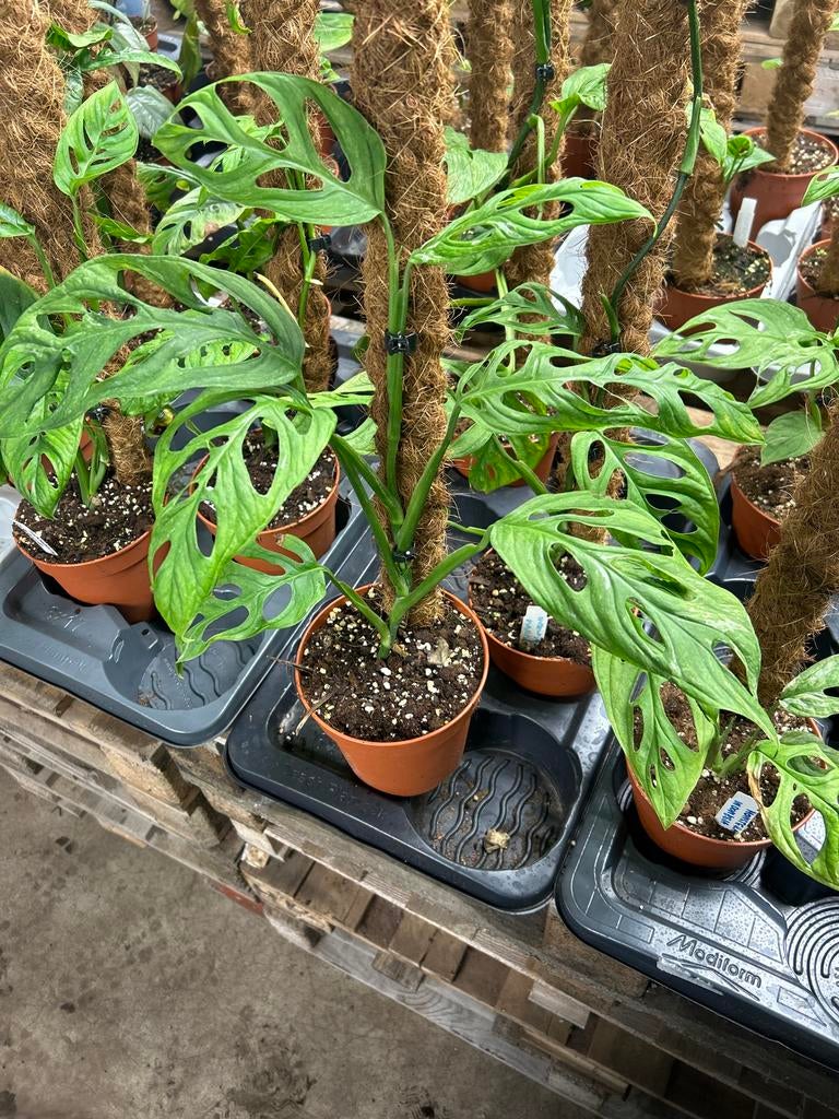 Monstera Indonesian Marble op mosstok - 60cm, Ophalen of Verzenden