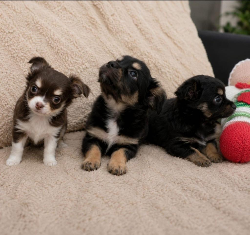 Pinschertje  x Chihuahua, HCC (leverziekte), 8 tot 15 weken, Eén hond, Nederland