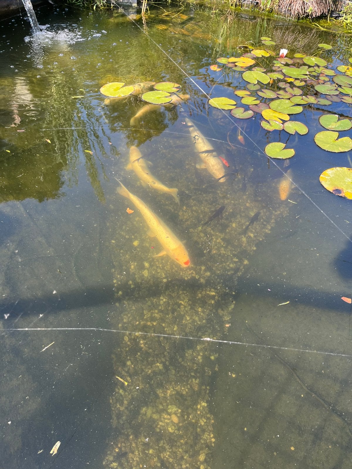 Koi karpers, Dieren en Toebehoren, Vissen | Vijvervissen, Karper of Koi