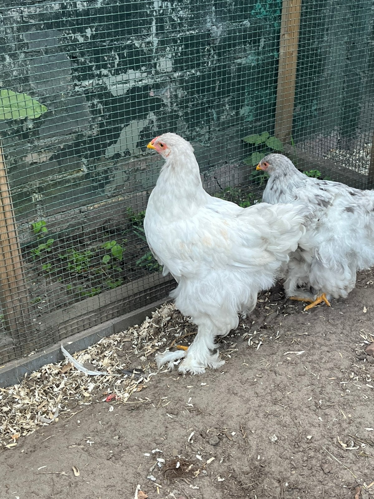 Brahma haan, Dieren en Toebehoren, Pluimvee, Mannelijk, Kip