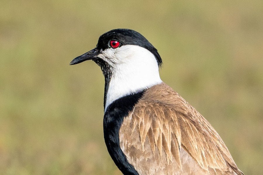 Afrikaanse Sporenkievit (Vanellus spinosus) – 3 Koppels • DN, Meerdere dieren, Tropenvogel, Geringd