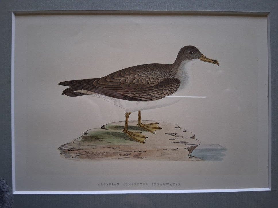 pijlstormvogel 19de eeuw, Antiek en Kunst, Kunst | Etsen en Gravures, Ophalen of Verzenden