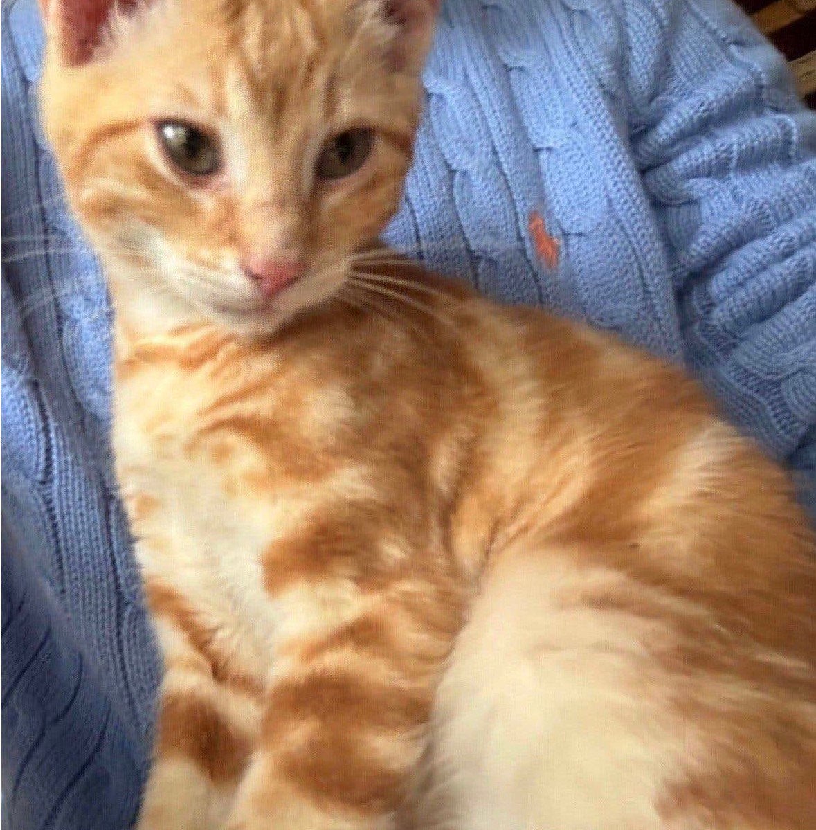 Liever toyger kruising kittens, Dieren en Toebehoren, Meerdere dieren, Kortharig, 0 tot 2 jaar