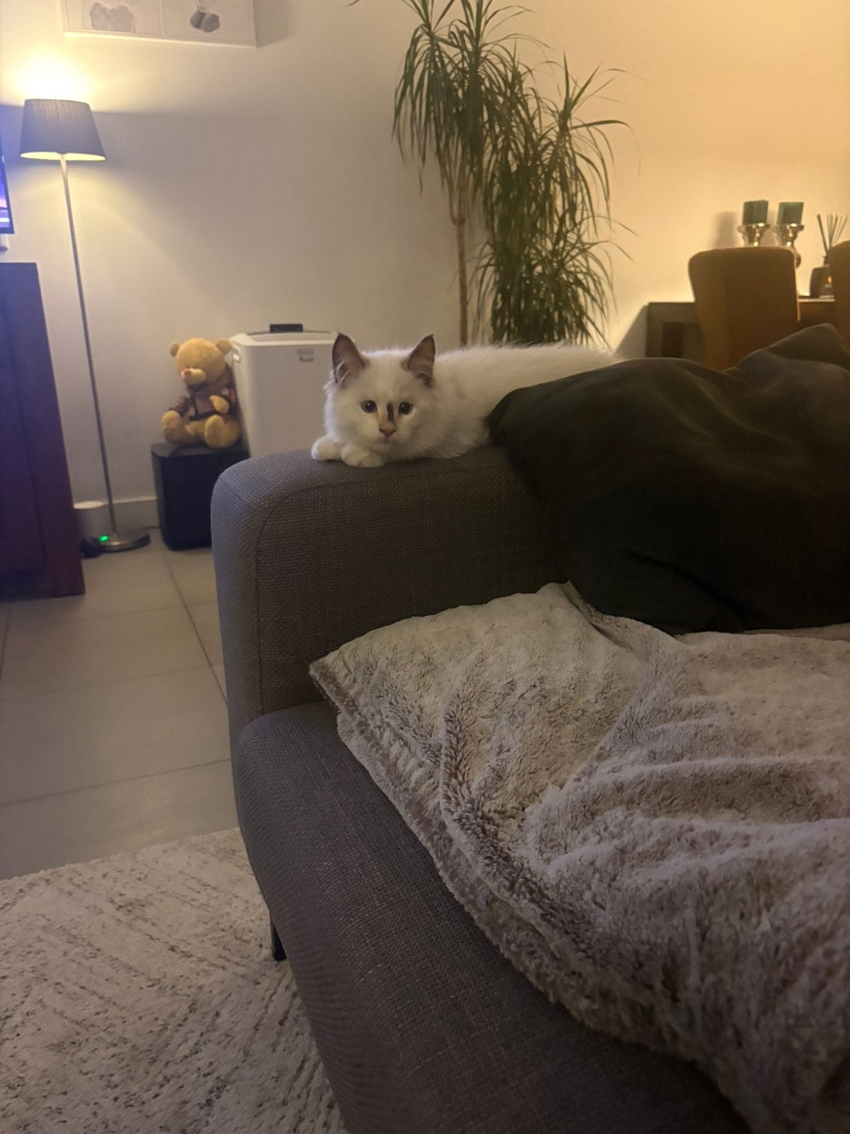 Ragdoll kitten poesje, Poes, Ontwormd, 0 tot 2 jaar
