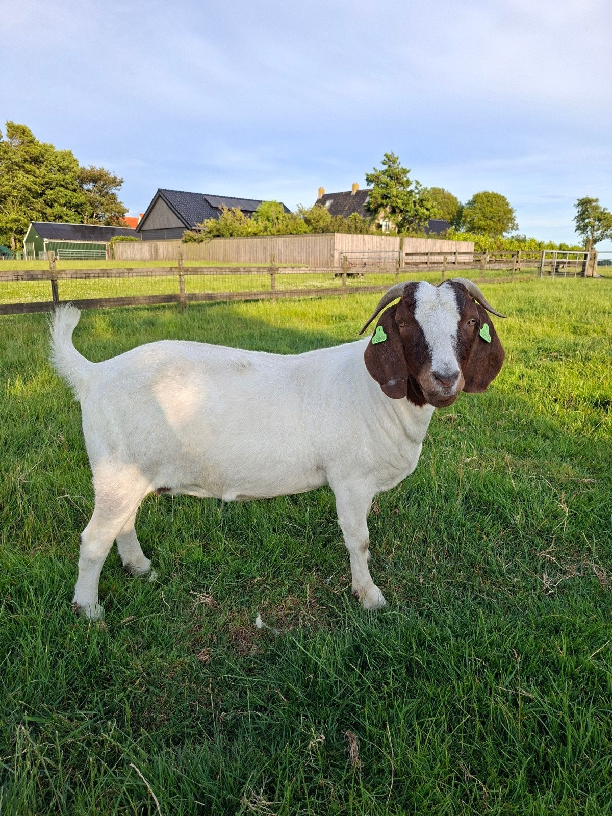 Te koop boergeiten, Dieren en Toebehoren, Schapen, Geiten en Varkens, Mannelijk, Schaap