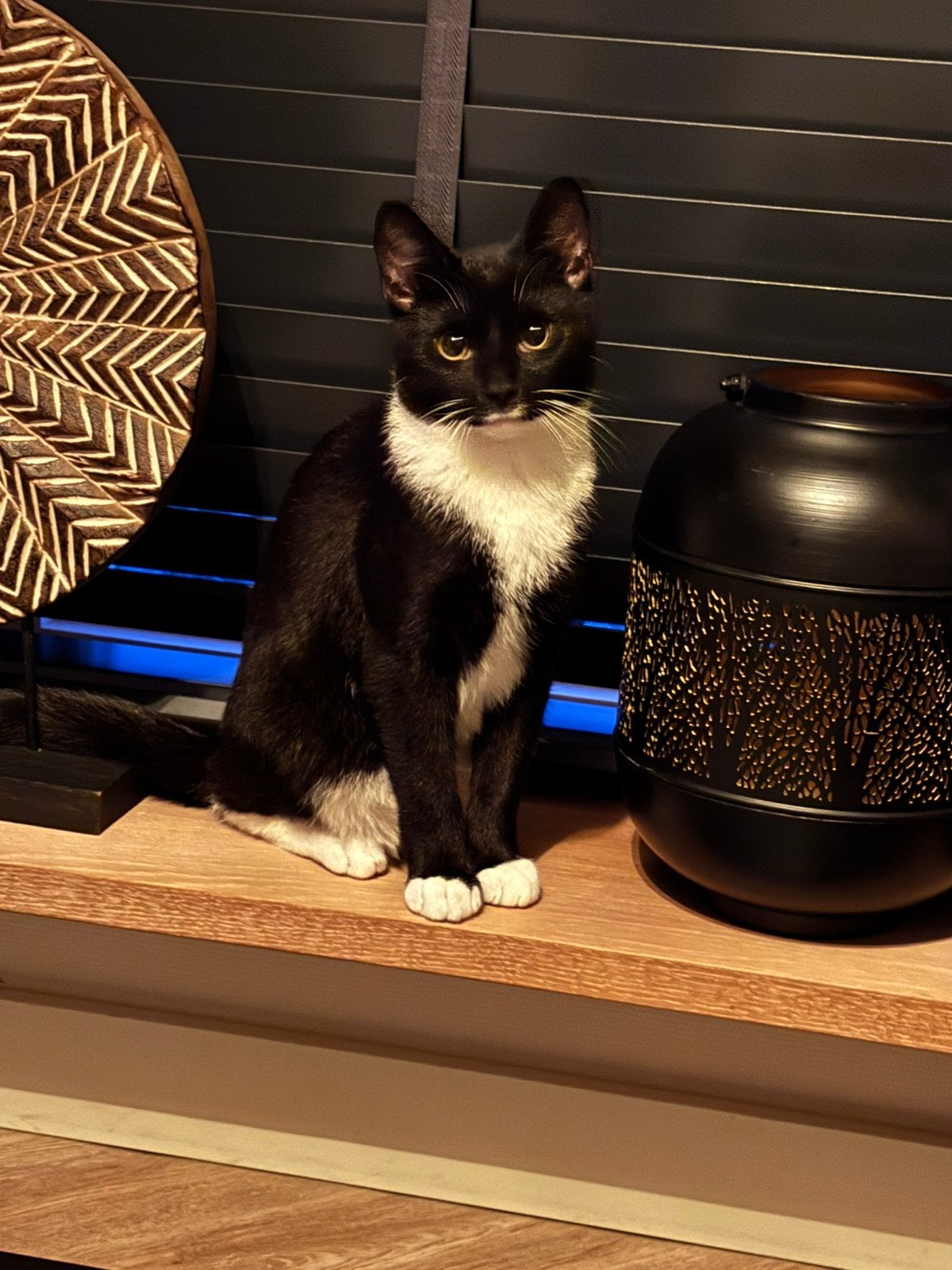Tommie (kater) 1 jaar oud ter overname, Kater, Kortharig, 0 tot 2 jaar