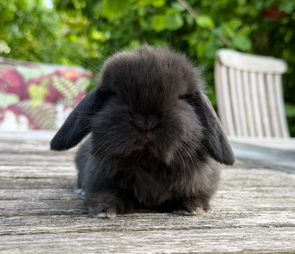 Super knappe Minilop konijntjes, Dieren en Toebehoren, Konijnen, Mannelijk, Dwerg, Hangoor, 0 tot 2 jaar