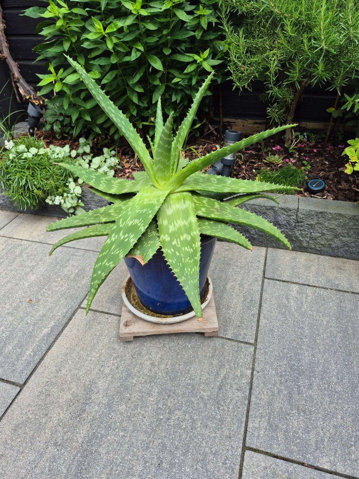 Grote Aloë Vera plant, Tuin en Terras, Planten | Tuinplanten, Volle zon, Vaste plant, Lente, Ophalen