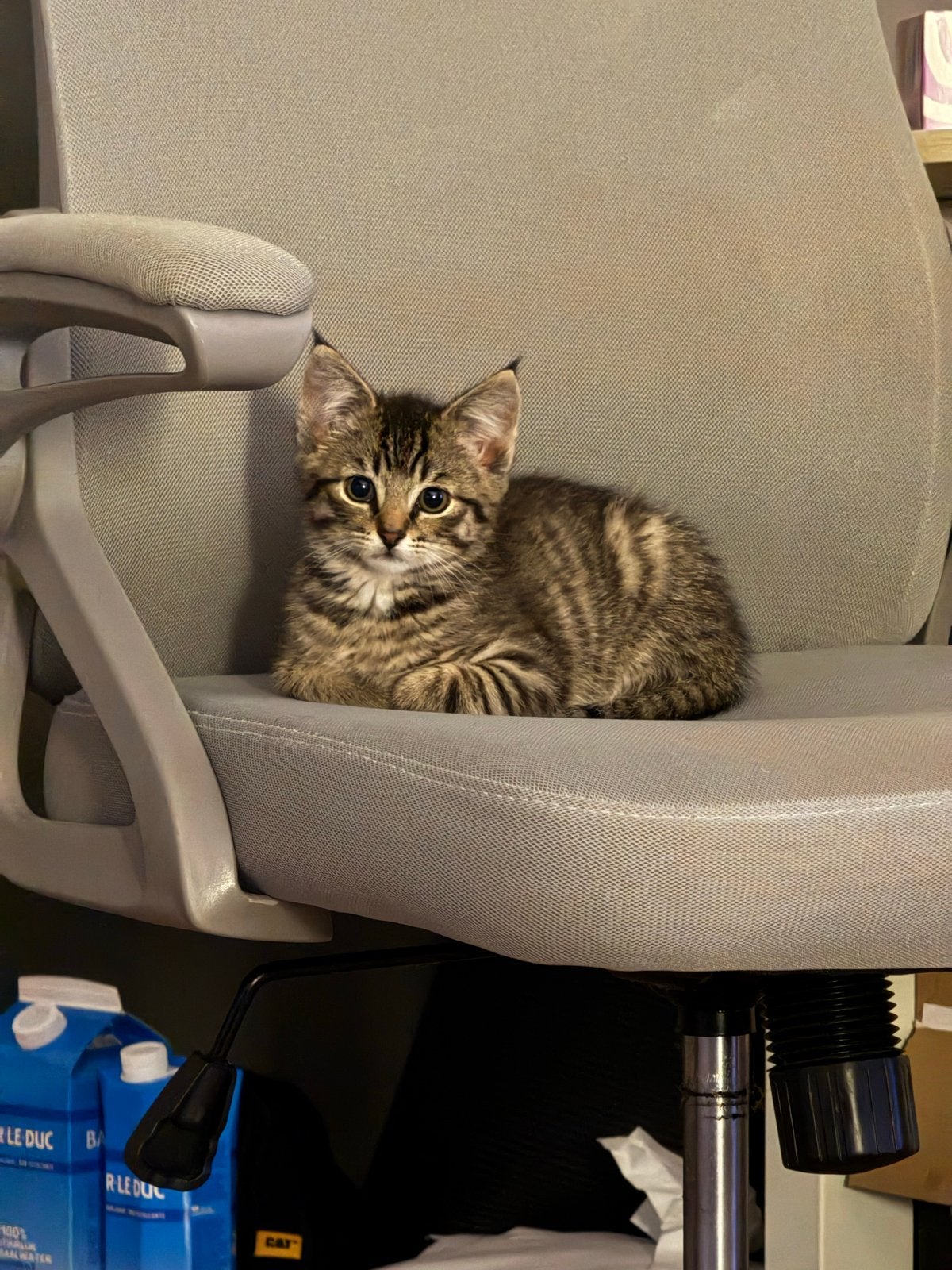 Kitten van 4 maanden oud, Dieren en Toebehoren, Poes