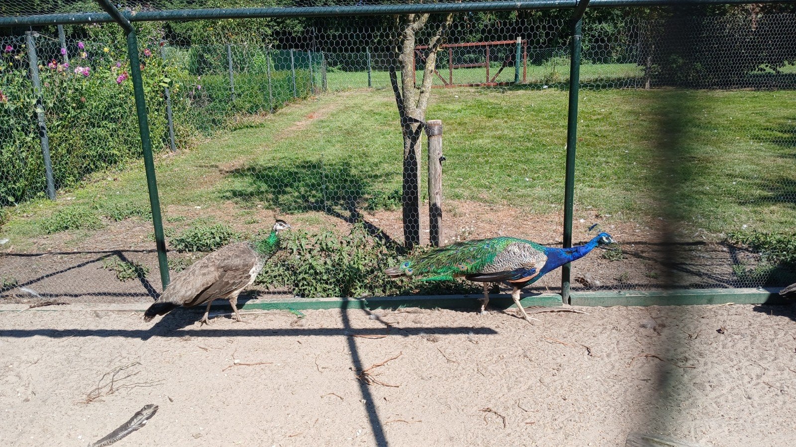 2 mooie pauwen (broedpaar), Dieren en Toebehoren, Meerdere dieren