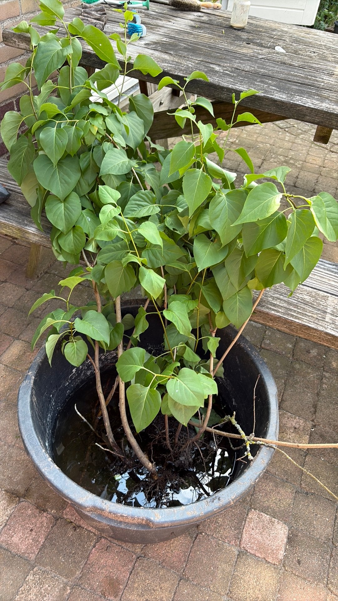 Sering stek, Tuin en Terras, Vaste plant, Halfschaduw, Lente, Ophalen